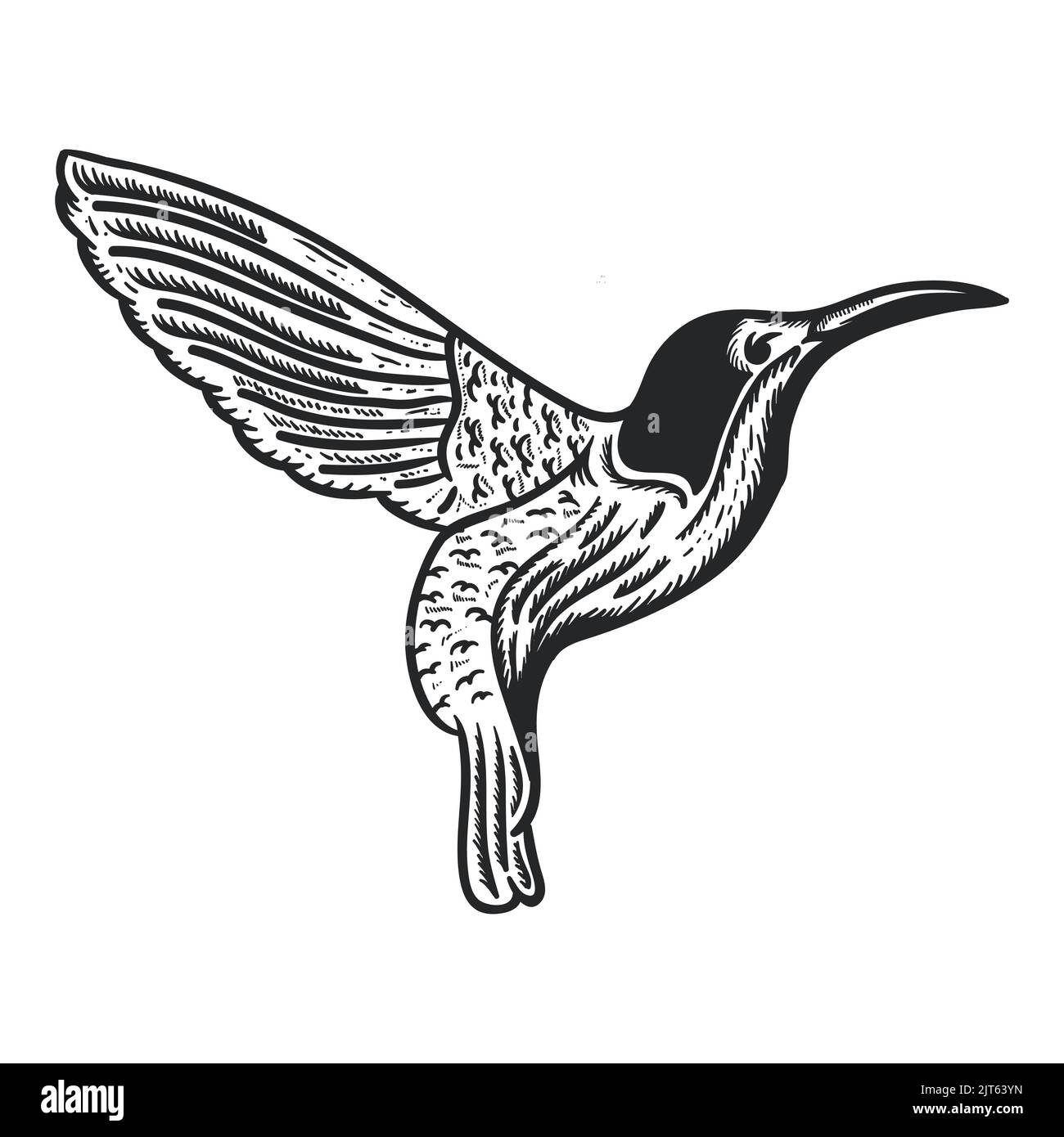 Hummingbird sketch hires stock photography and images Alamy