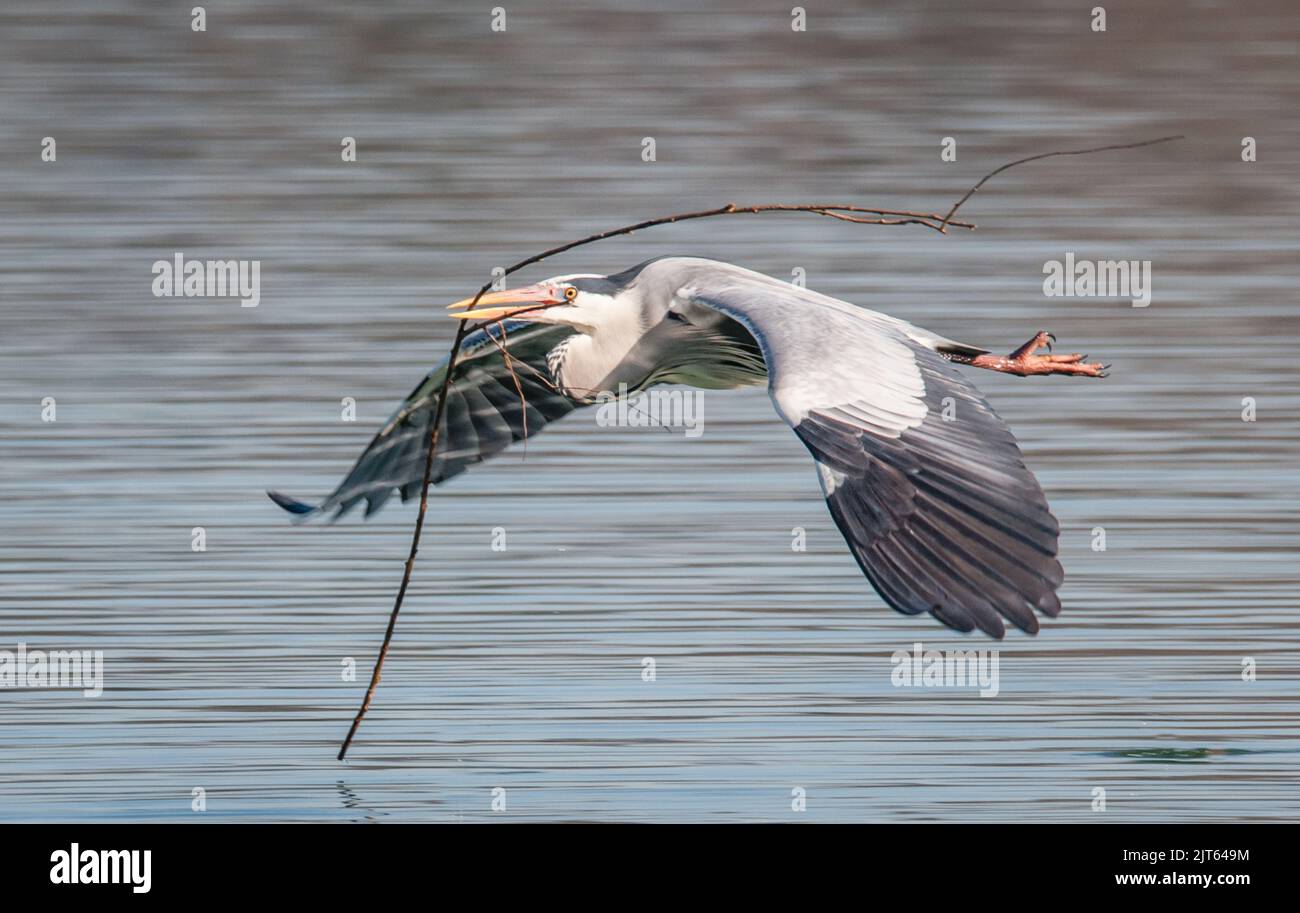 Grey Heron (Ardea Cinerea) - Carrying nest building material; flying low over water in Buckinghamshire, England. Stock Photo