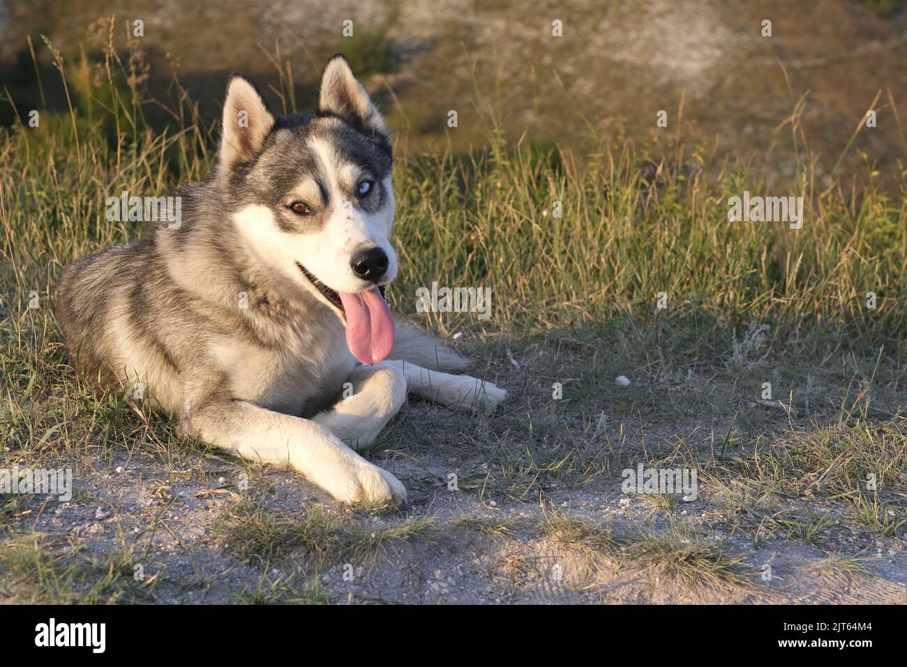 Cute dog lying on grass. Side view of adorable husky dog with tongue out sitting on grassy lawn