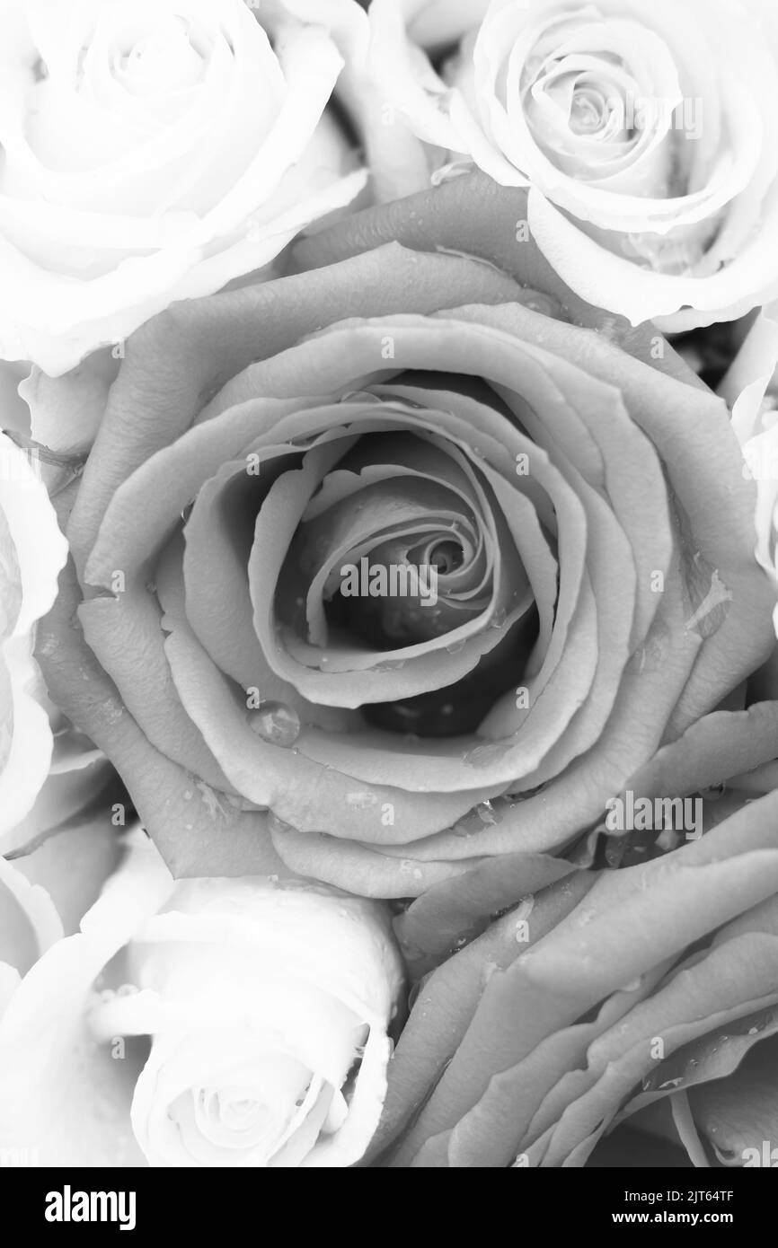 Beautiful closeup of roses and flowers in full bloom in a