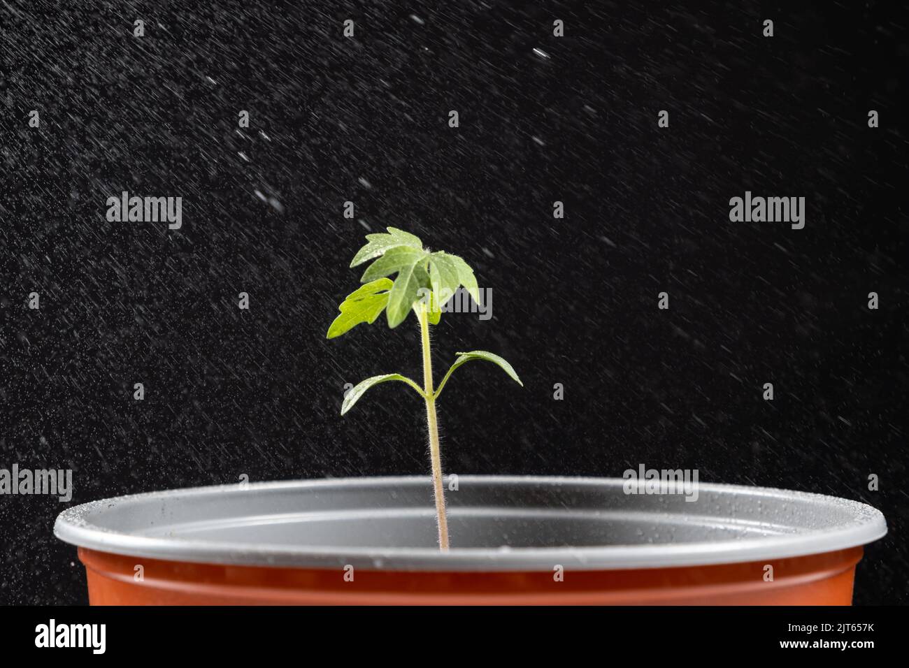 Growing tomatoes from seeds, step by step. Step 10 watering the seedling in a pot Stock Photo
