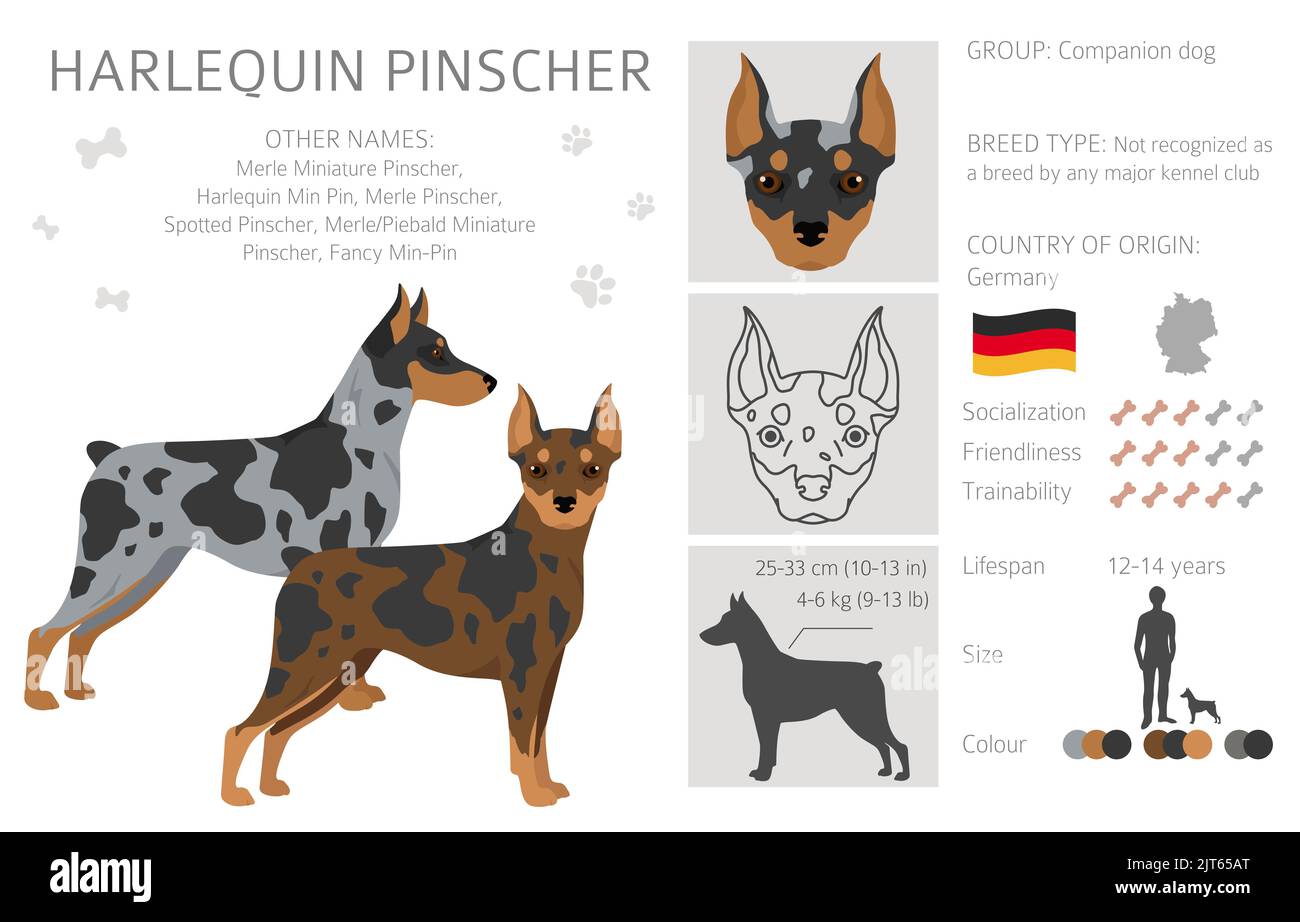 Harlequin pinscher clipart. Different poses, coat colors set.  Vector illustration Stock Vector