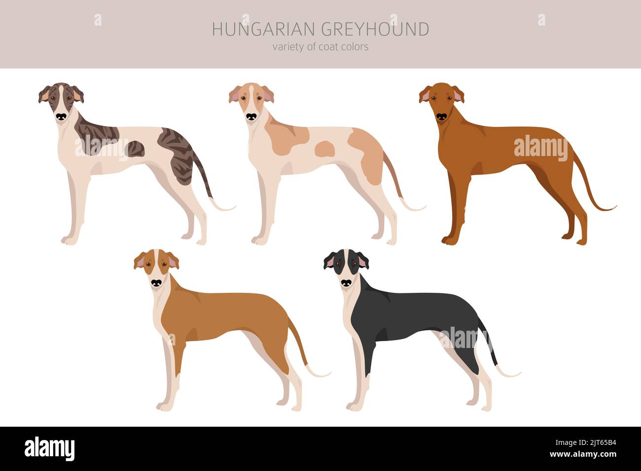 Hungarian greyhound clipart. Different poses, coat colors set.  Vector illustration Stock Vector