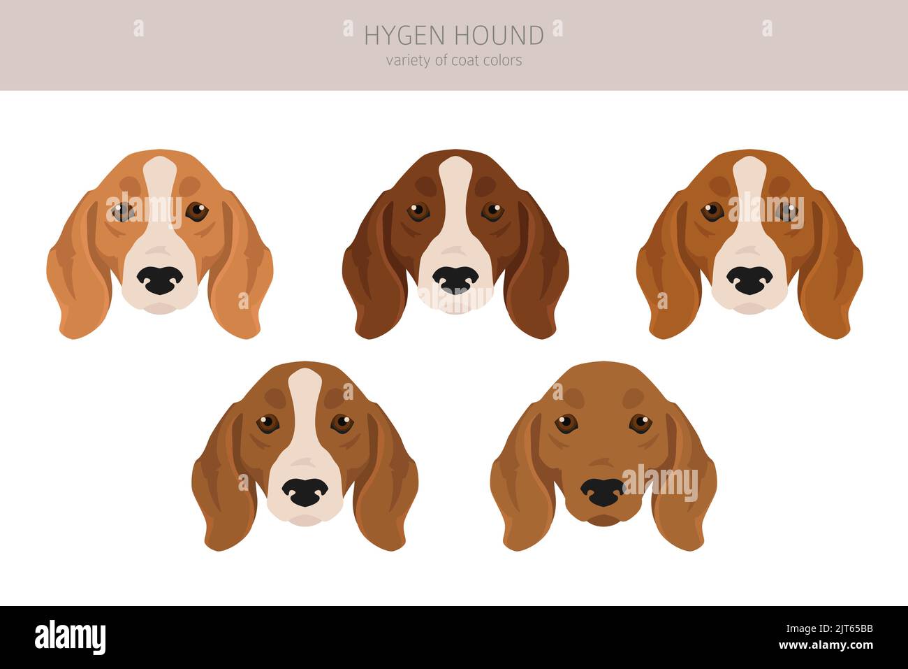 Hygen hound clipart. Different poses, coat colors set.  Vector illustration Stock Vector