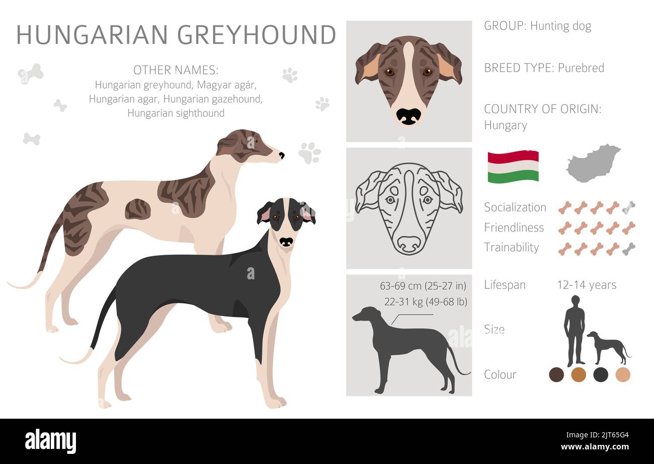 Hungarian greyhound clipart. Different poses, coat colors set.  Vector illustration Stock Vector