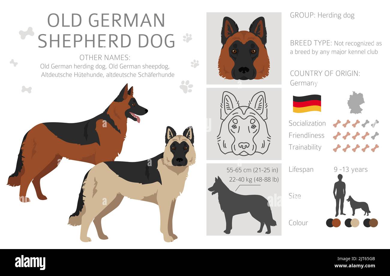Old German Shepherd dog clipart. Different coat colors set. Vector