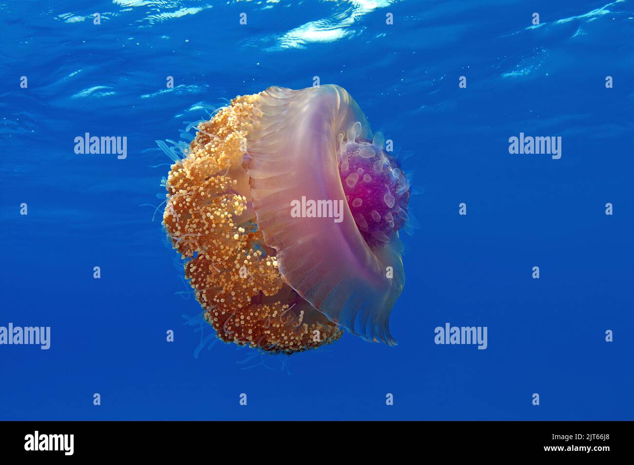 Blaue Wurzelmundqualle (Cephea cephea), Sulawesi, Ari Atoll, Malediven | Crowned Jellyfish (Cephea cephea), Ari Atoll, Maldives Stock Photo