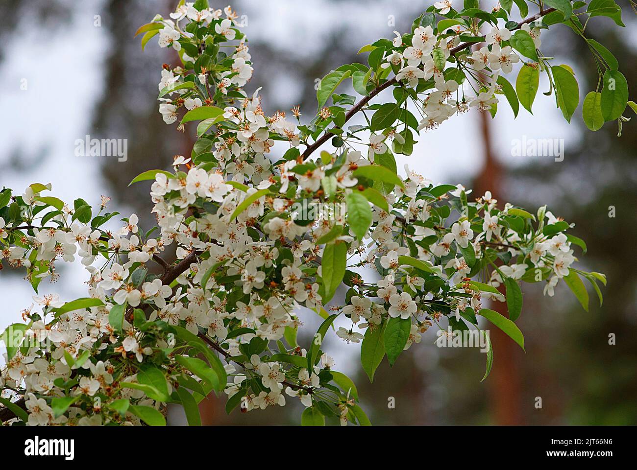 a focus shot of many white flowers - Malus Sieboldii. Stock Photo