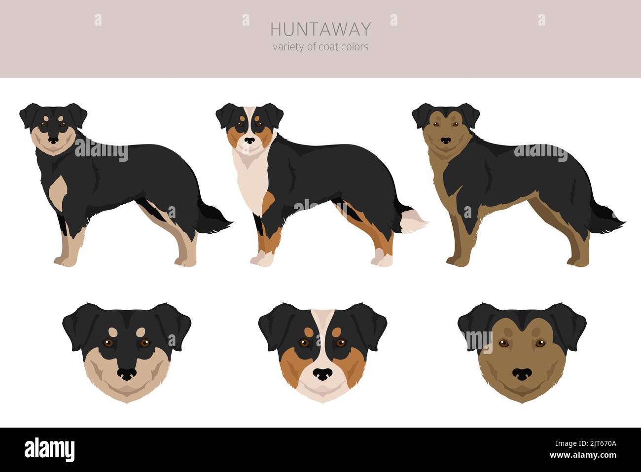 Huntaway dog clipart. Different poses, coat colors set.  Vector illustration Stock Vector