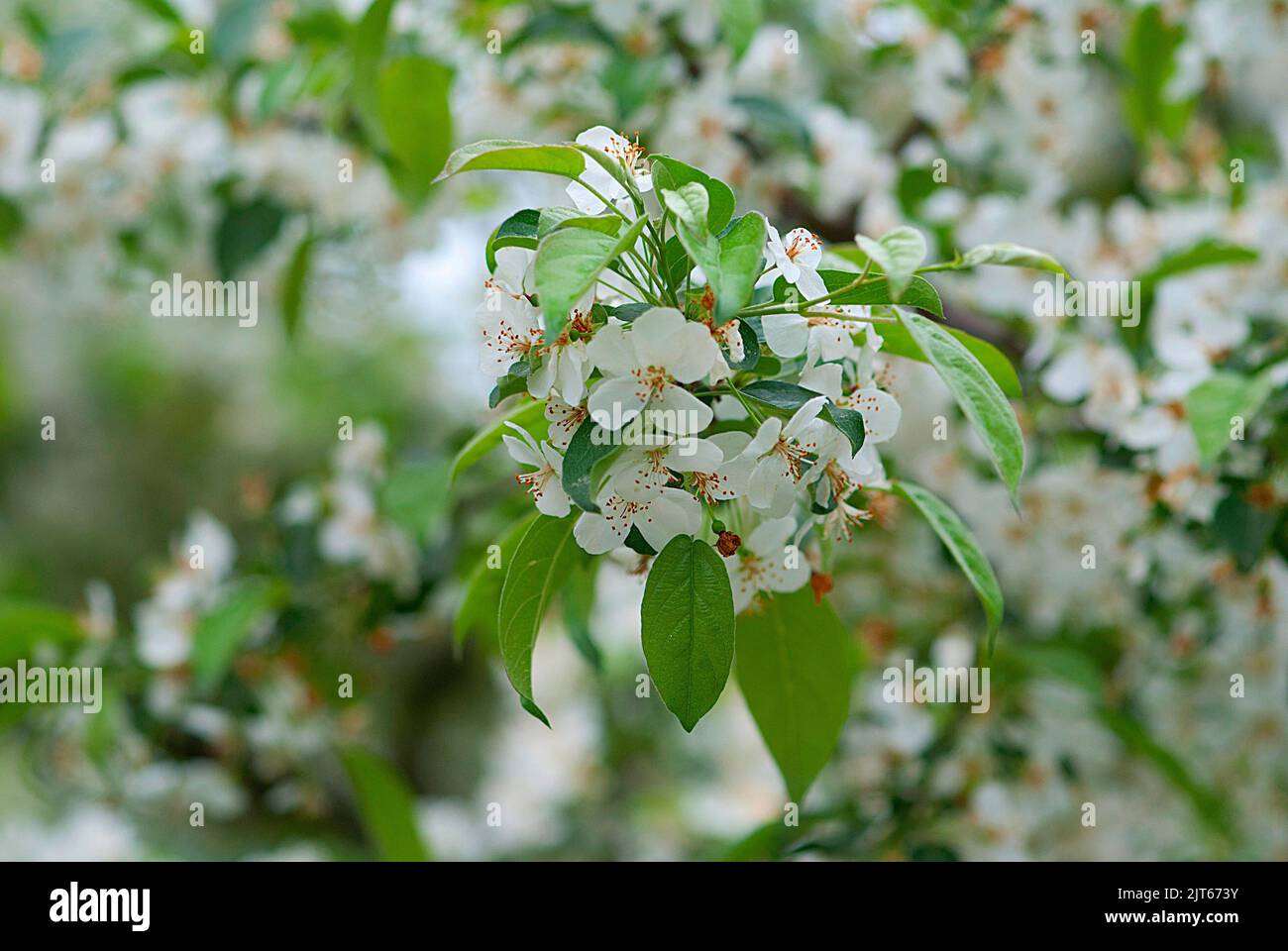 a focus shot of Malus Sieboldii or other wise known as crabapple Stock Photo