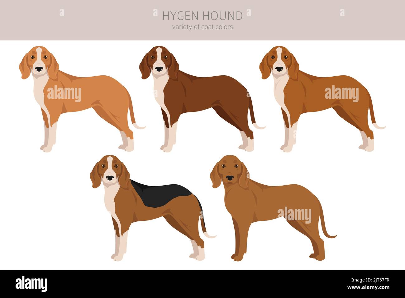 Hygen hound clipart. Different poses, coat colors set.  Vector illustration Stock Vector