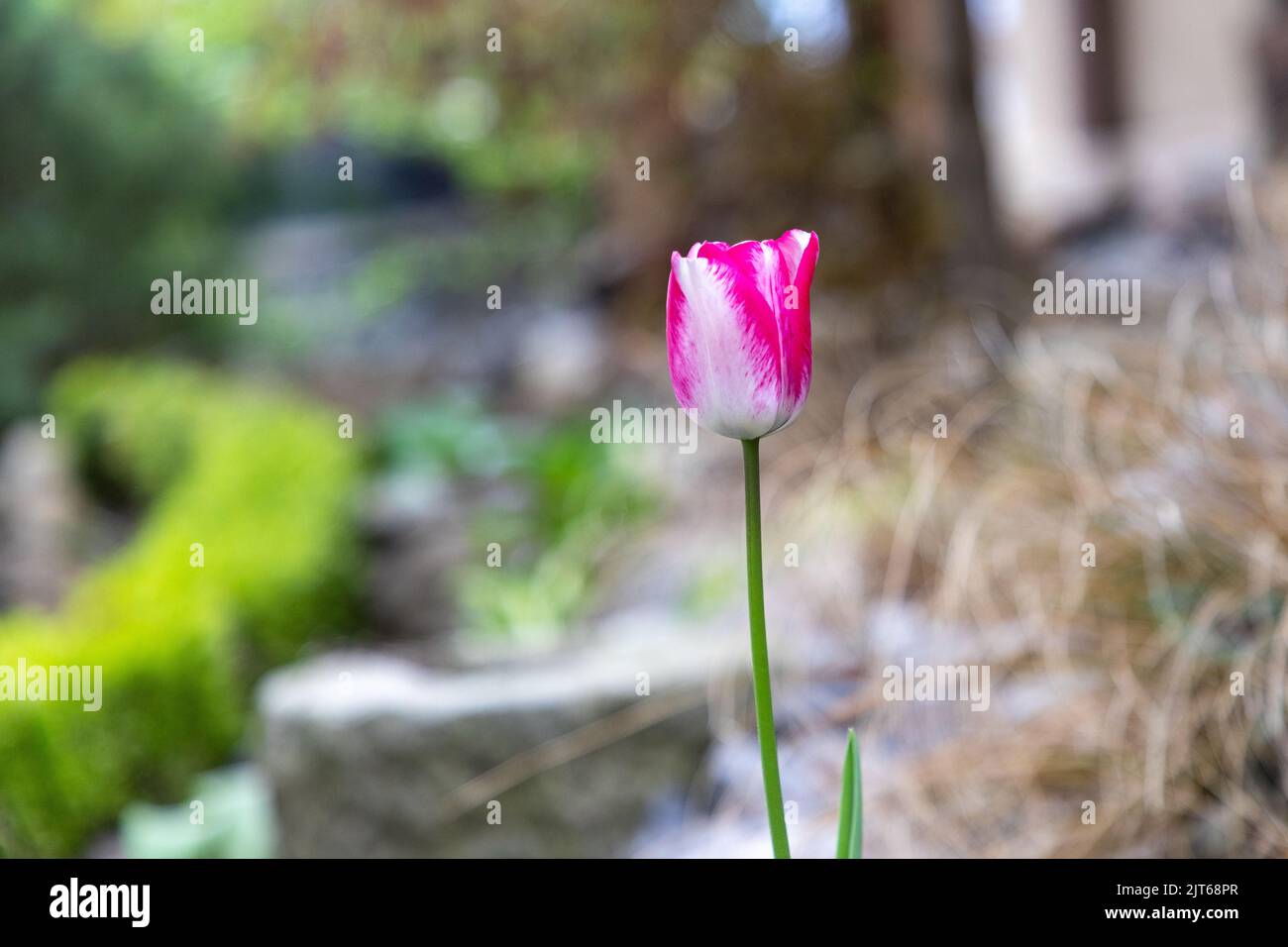Selective focus on a multi coloured pink and white tulp flower during flowering season Stock Photo