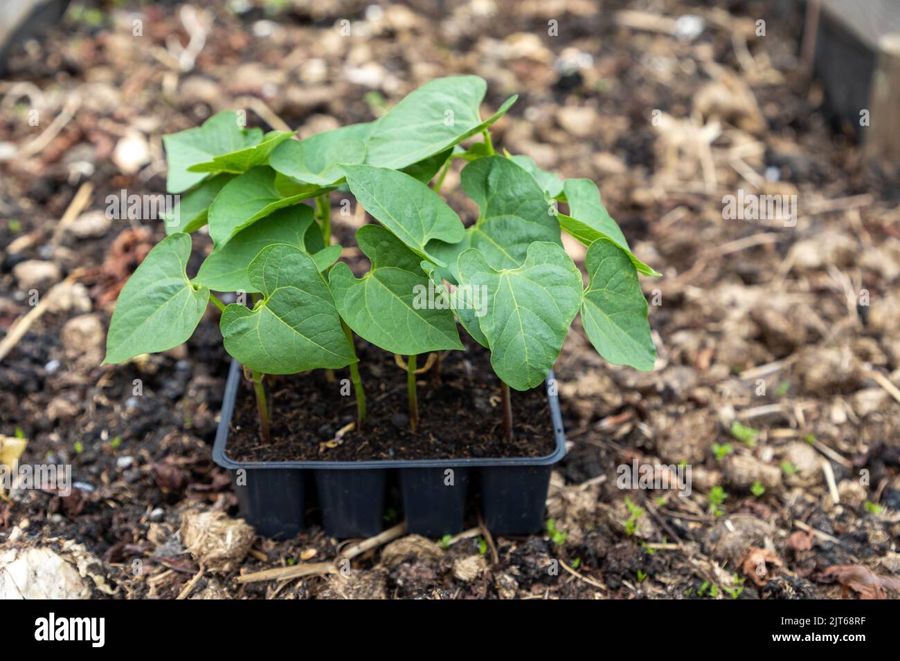 Selective focus on bean seedlings in a black plastic tray standing on a well manured garden bed. Stock Photo