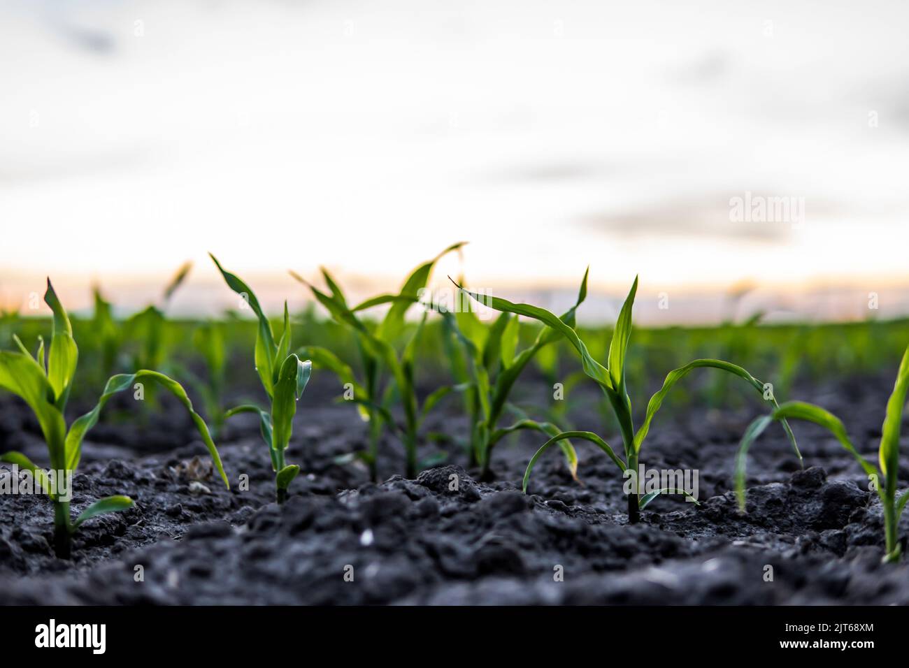 Young corn sprouts on agricultural field close up. Growing corn