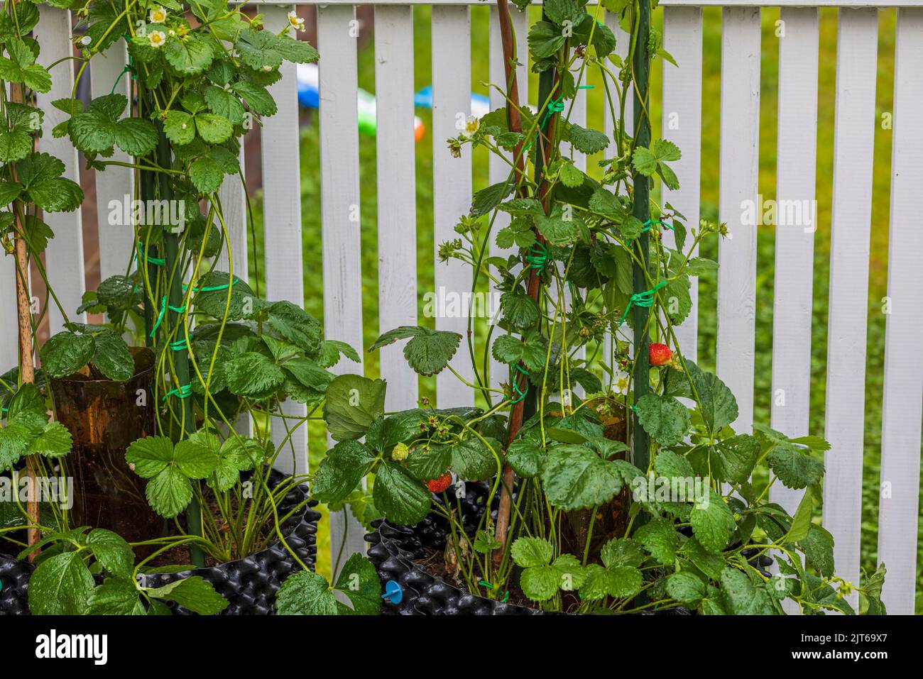 View of climbing strawberries plants with red berries on white fence
