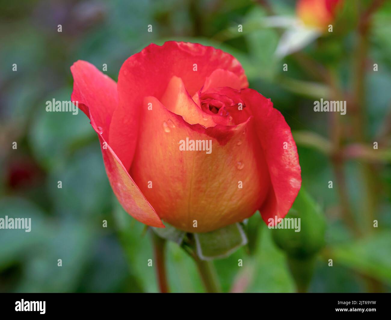 A rose bud just opening, variety Ginger Honey Stock Photo