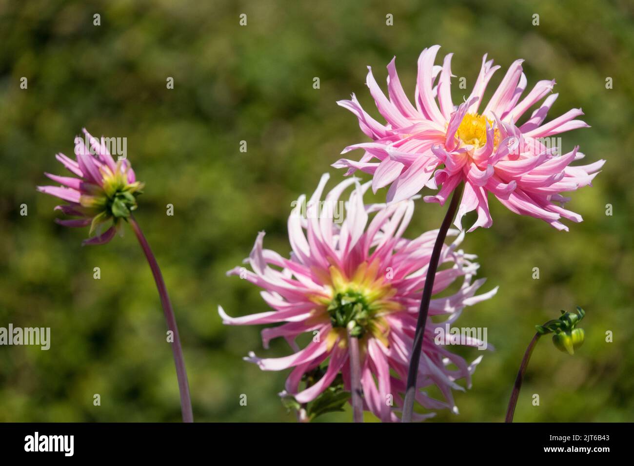 Cutting plants, Flowers for cutting, Dahlia flower Dahlia "Hollyhill Cotton Candy" Stock Photo