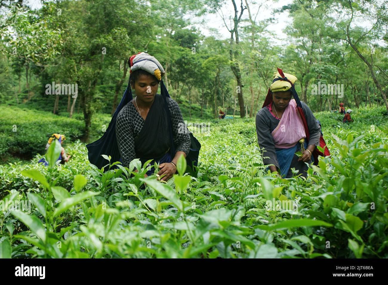 Slhet Tea August 28, 2022, Sylhet, Sylhet, Bangladesh: Tea workers are happy as ...