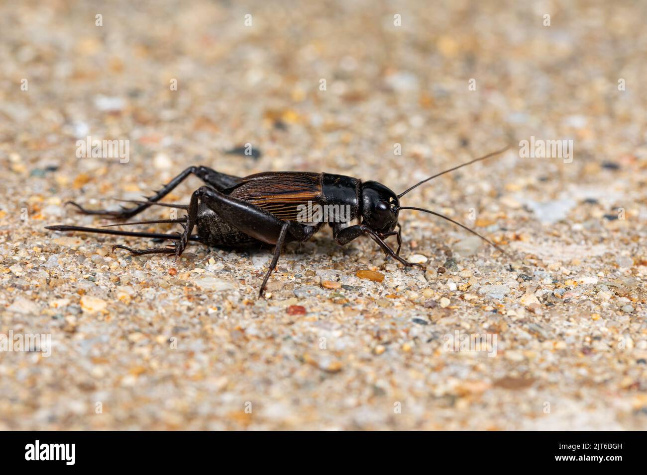 Closeup of Field Cricket. Pest control, insect and nature conservation concept. Stock Photo
