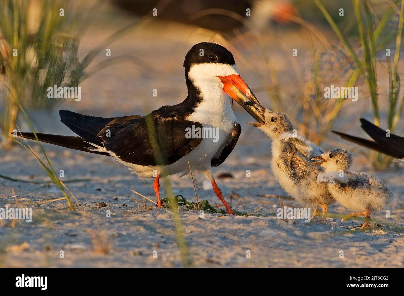 Black skimmer parent feeding chick Stock Photo