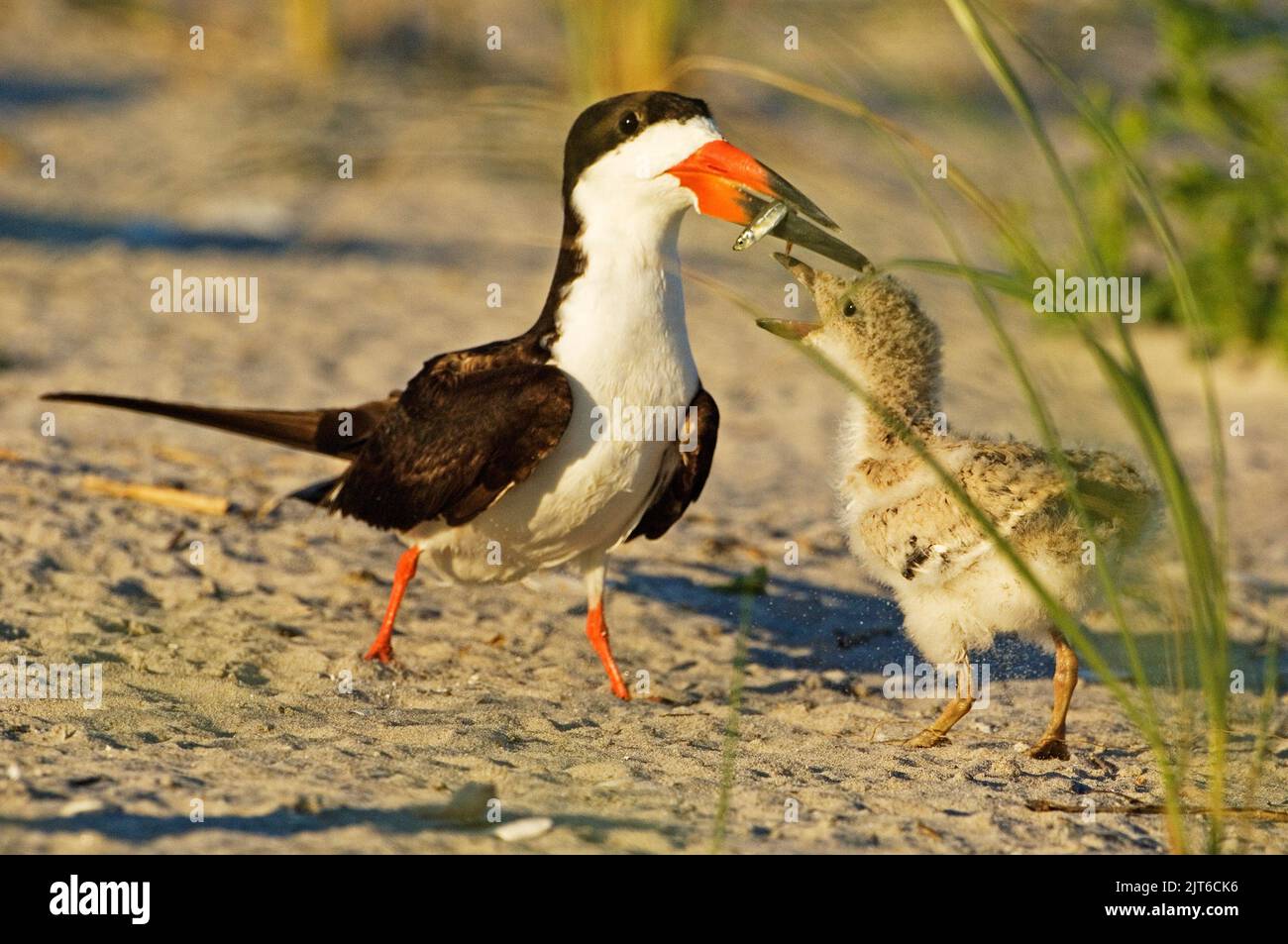 Black skimmer parent feeding chick Stock Photo