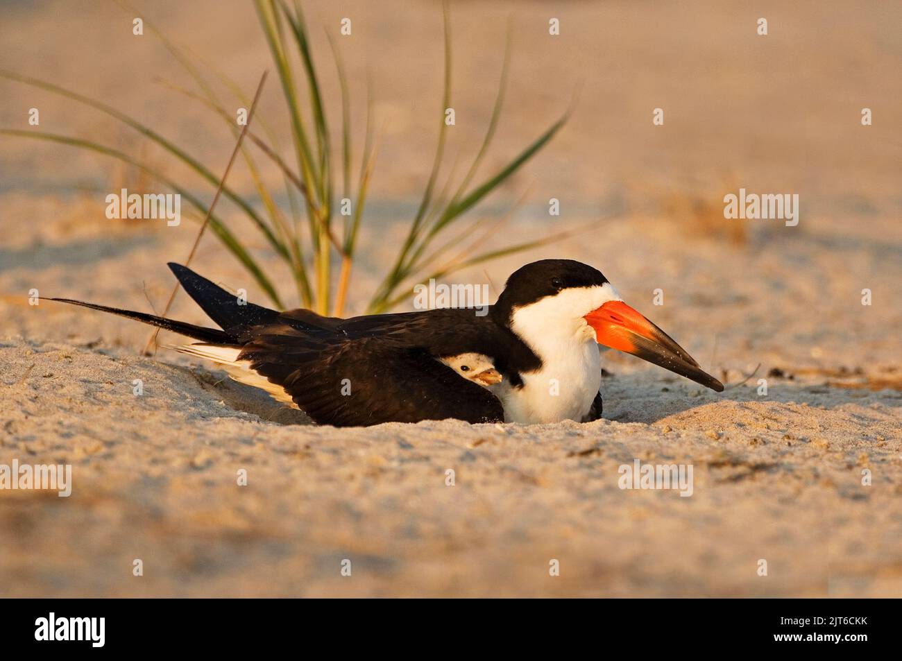 Black skimmer parent and chick Stock Photo
