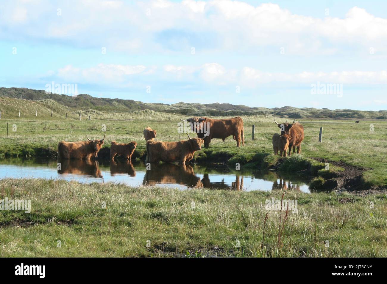 Schottische Hochlandrinder am Teich, Langeoog, Nordsee Stock Photo Alamy