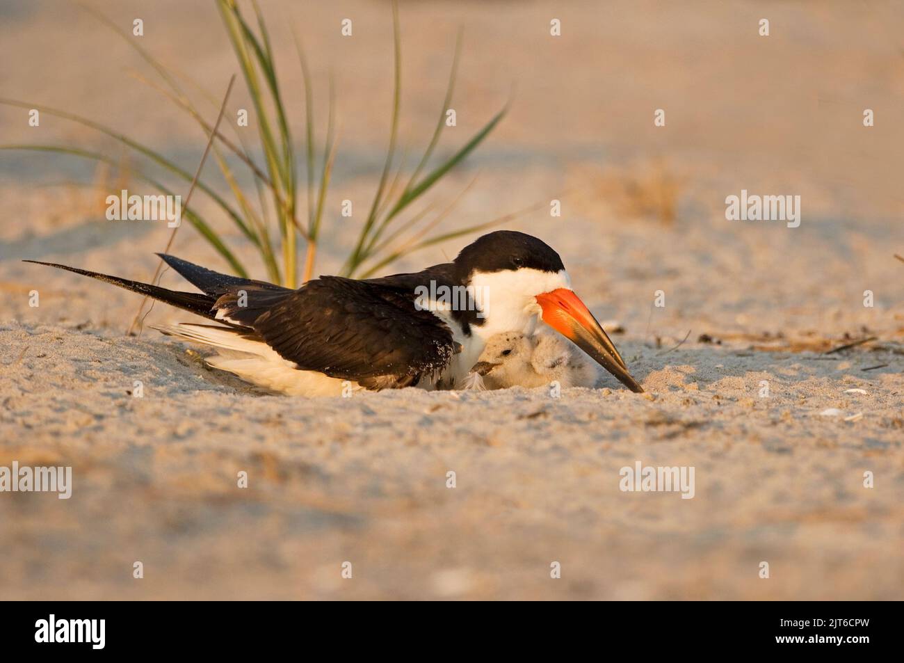 Black skimmer parent and chick Stock Photo