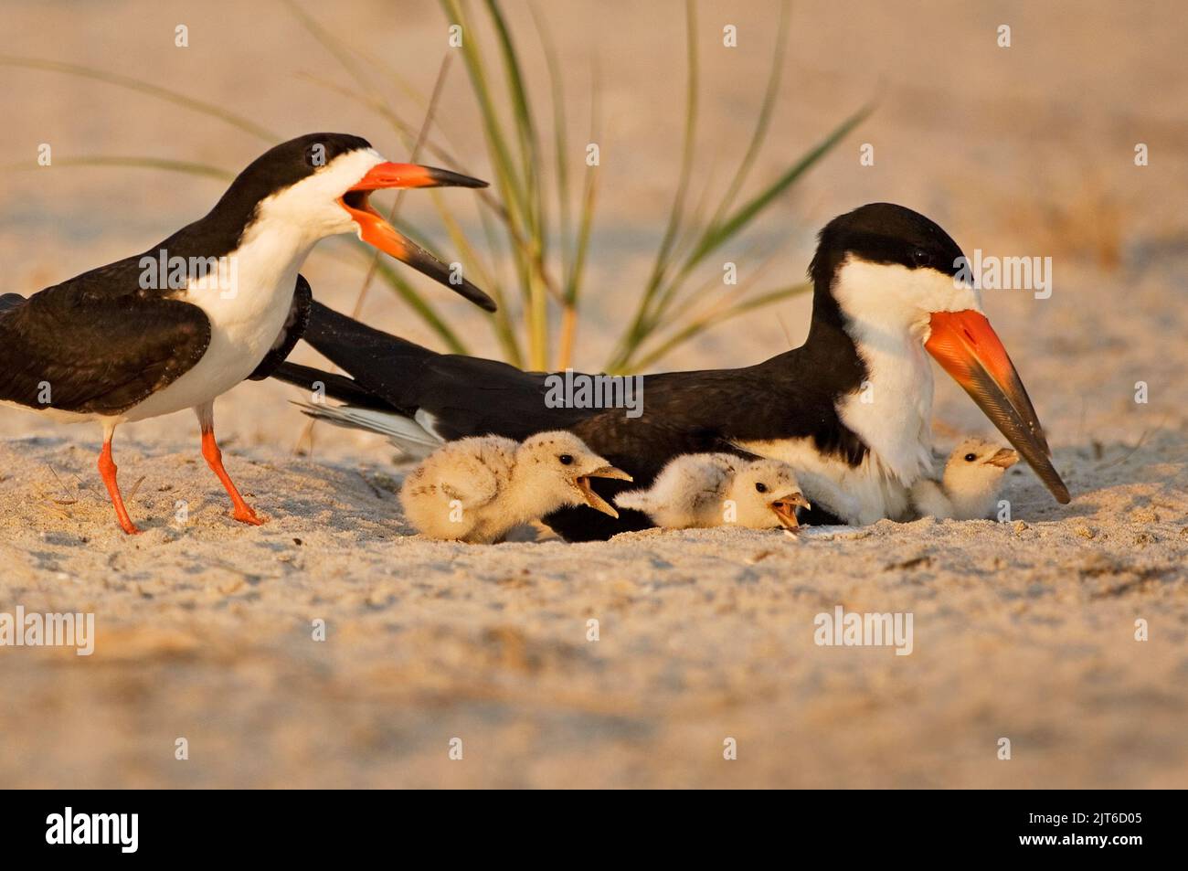 Black skimmer parents and chicks Stock Photo