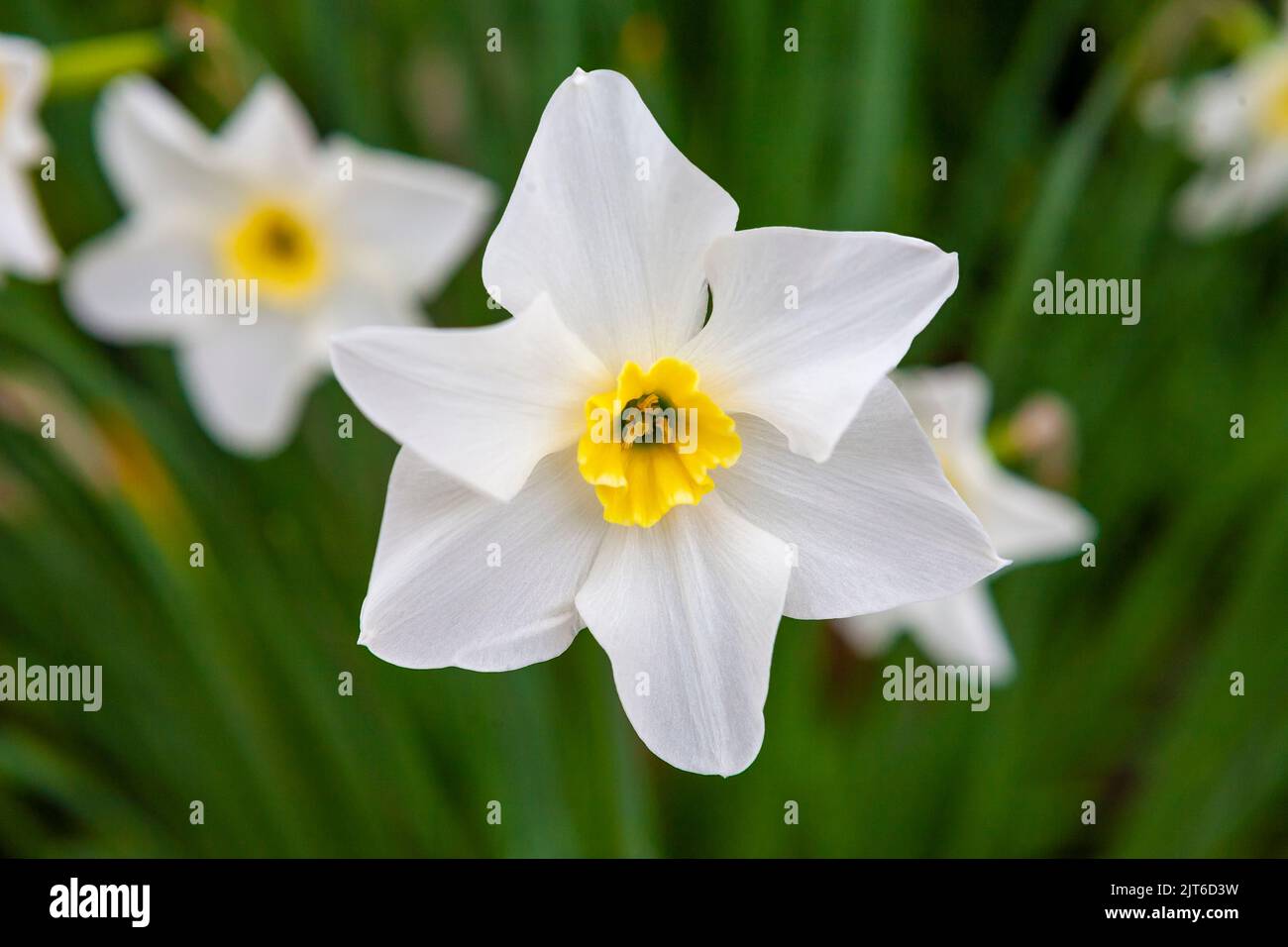 Close-up of the bloom of Narcissus 'Lieke', RHS Rosemoor, Devon, UK Stock Photo