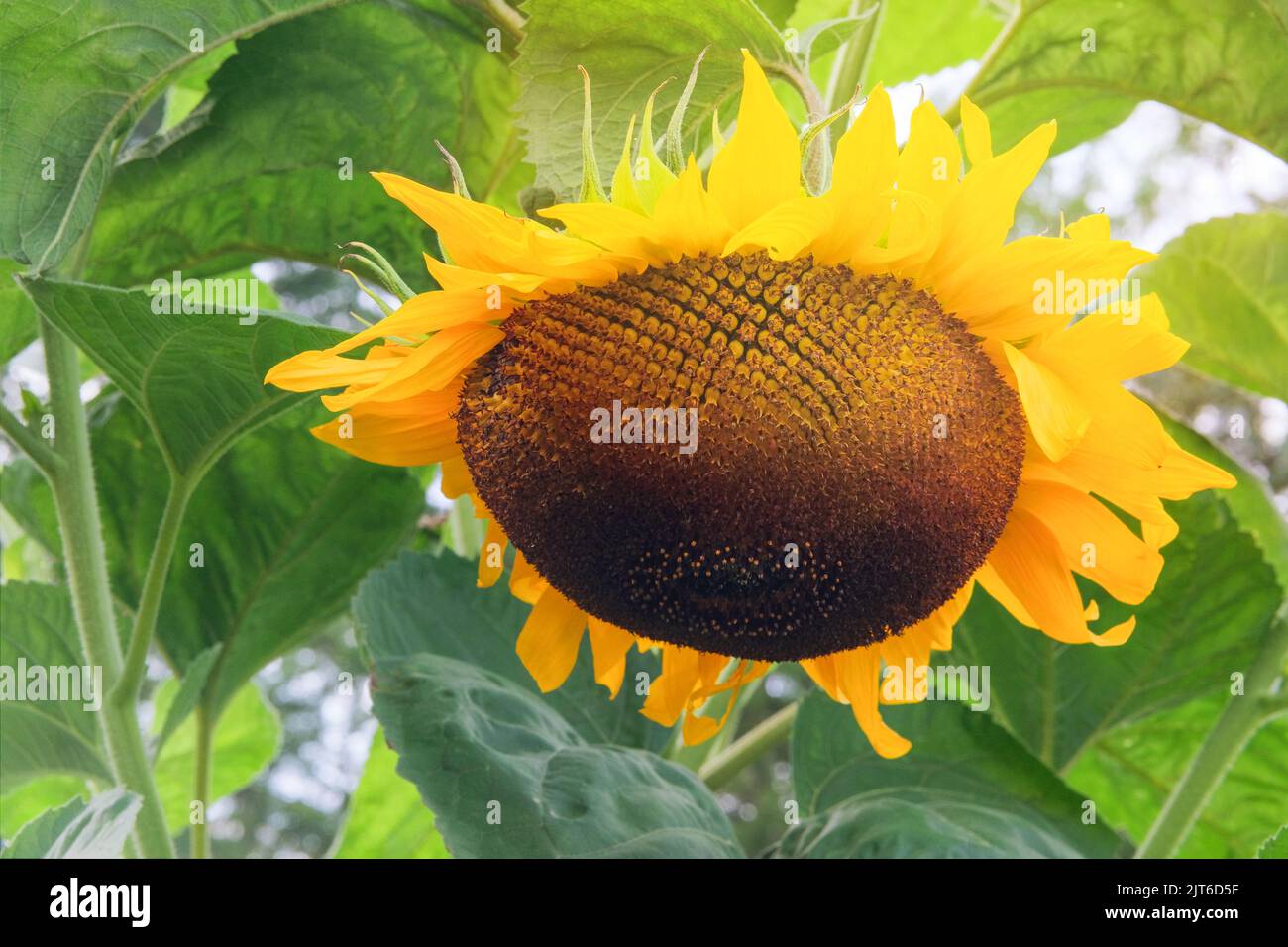 Sunflowers. Yellow bright and vibrant flower. Agriculture autumn background in sunny day. Stock Photo