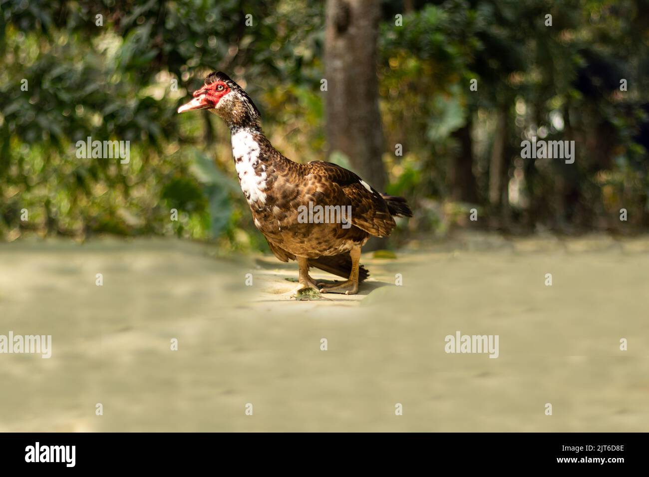 Domestic muscovy duck black, red and white color found also Asia subcontinent. Black wool redhead duck is cheap meat and it is easy to raise in China. Stock Photo
