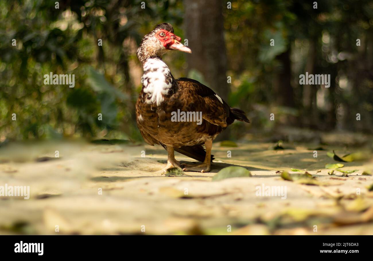 Duck is cheap meat and it is easy to raise in China. Domestic muscovy duck black, red and white color. Stock Photo