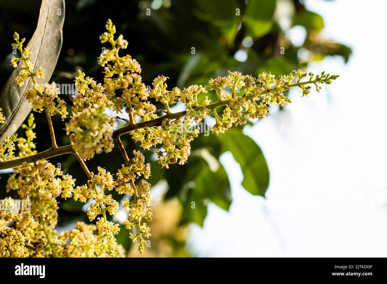 Mango bloom hi-res stock photography and images - Alamy