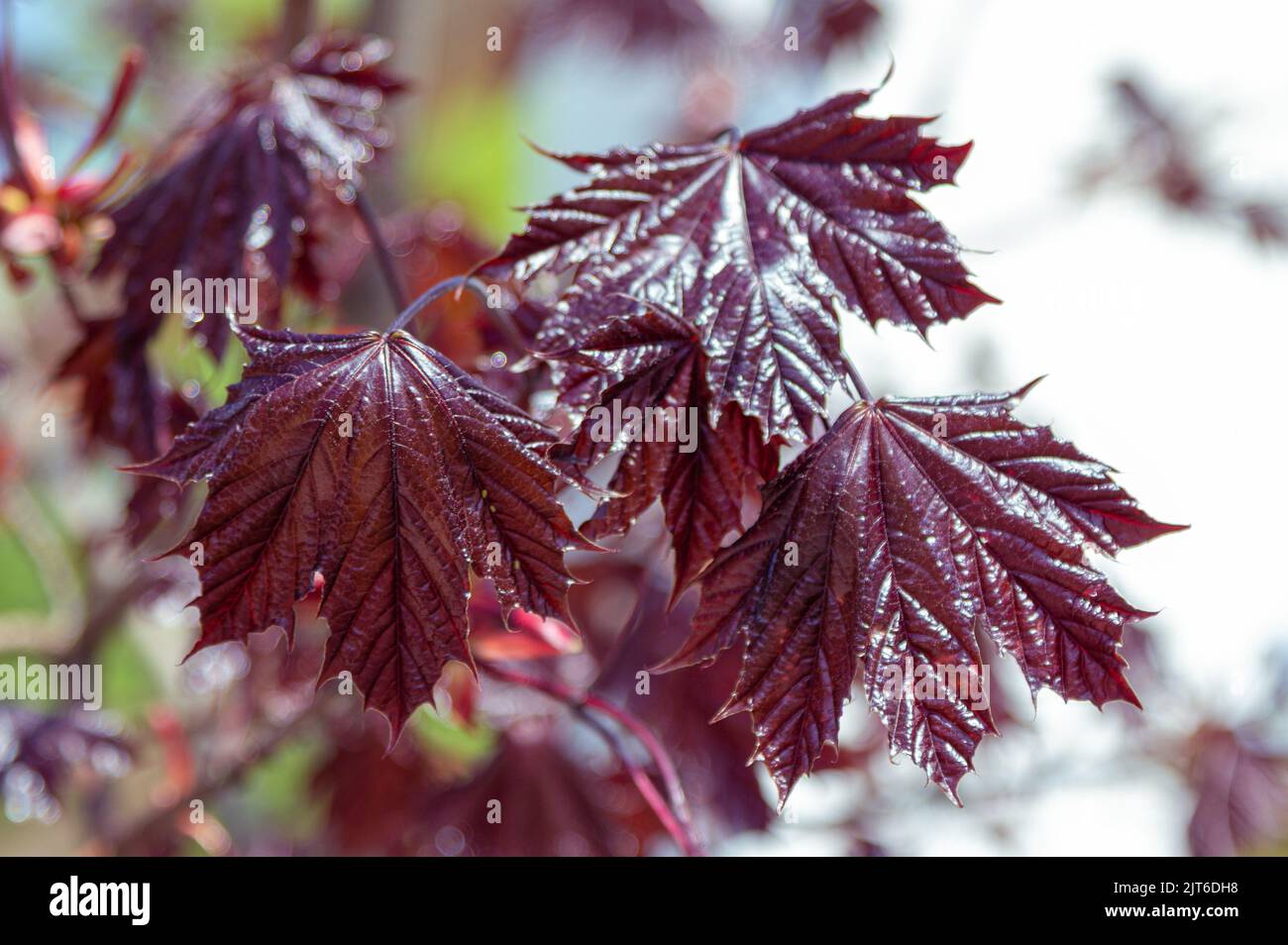 Close up leaves of Royal Red Norway Maple tree. Spring nature. Stock Photo