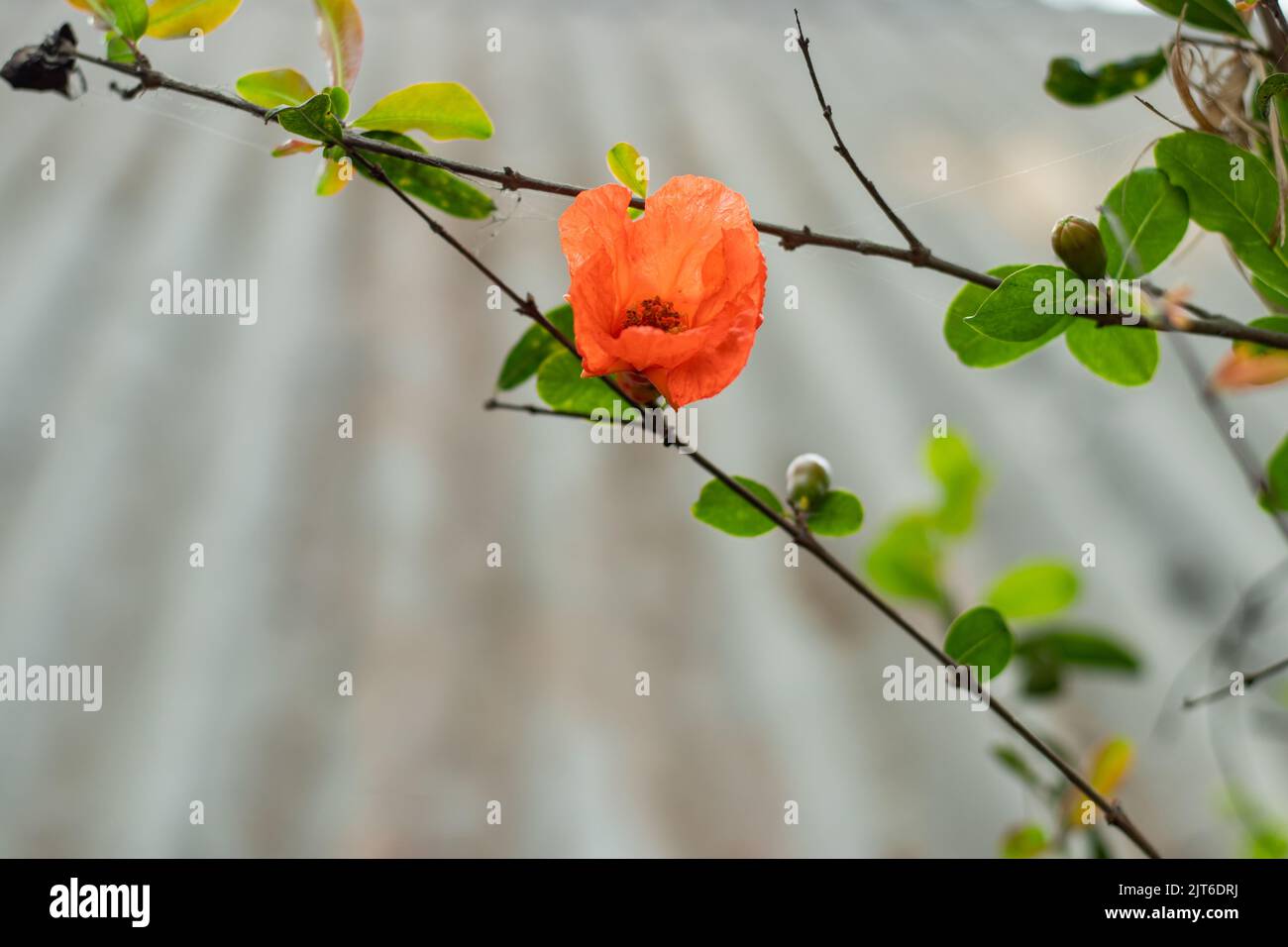 Pomegranate trees are selffruitful, which means the flowers on the