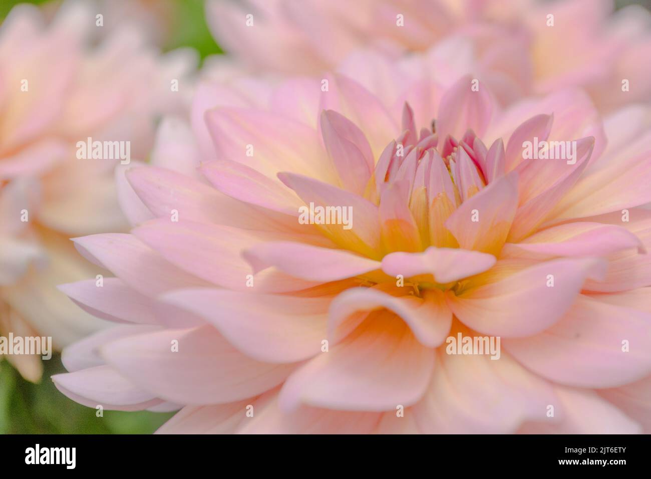 A velvety dahlia blossom in the softest pink and yellow tones. Stock Photo