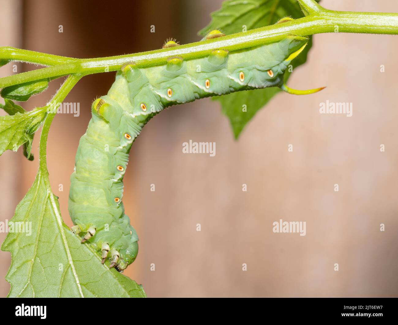 A Tobacco hornworm caterpillar feeds on a tomatillo plant in the vegetable garden. Stock Photo