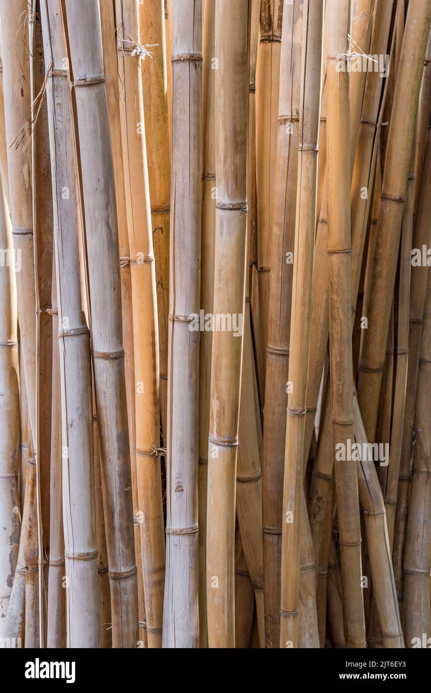 Vertical background image of a stand of living bamboo, the plants' golden stems warm and peaceful. Stock Photo