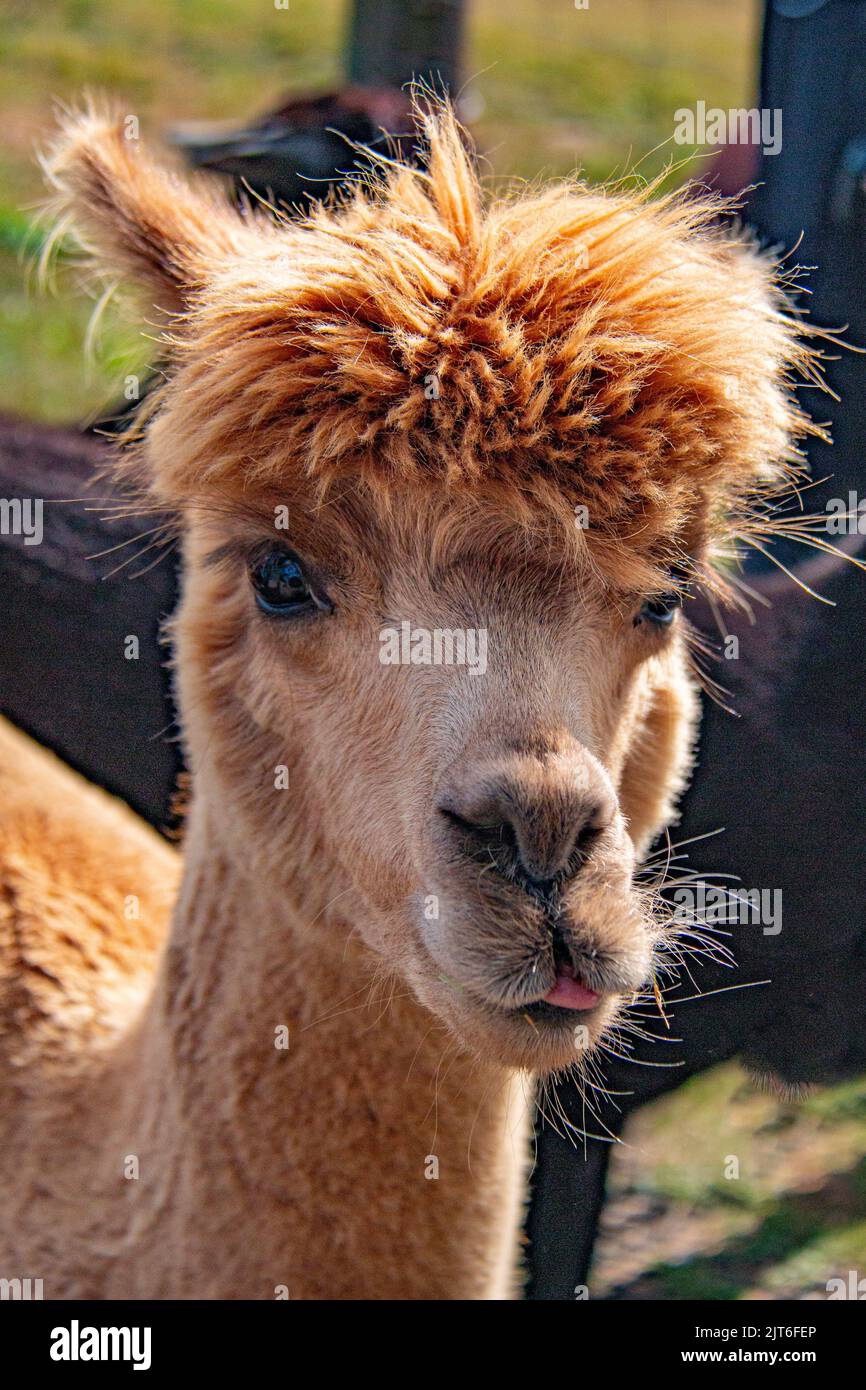 Portraits of gorgeous, fluffy, wooly alpacas at a meet and greet, Capstone Farm, Chatham, Kent, UK Stock Photo