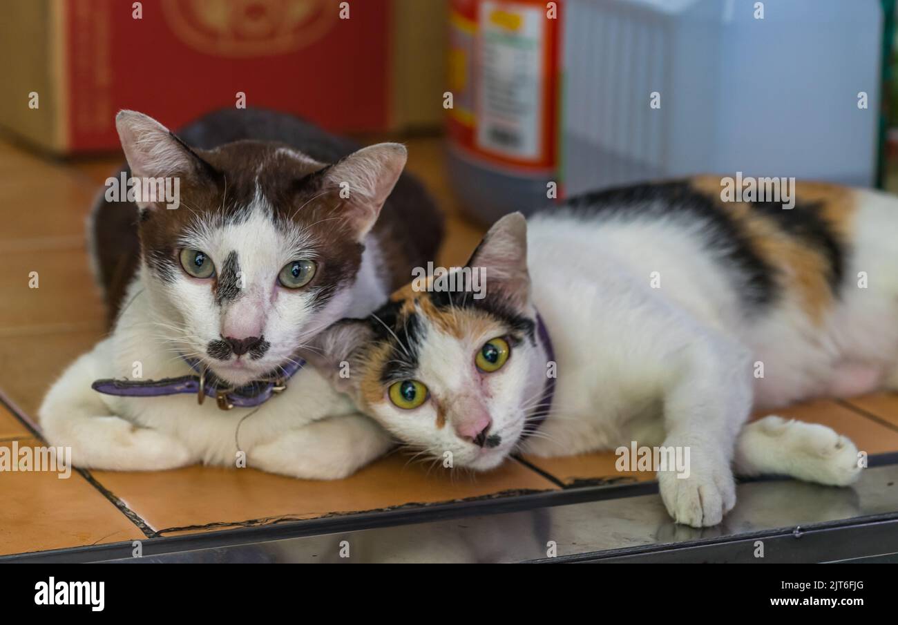 Funny looking cats staring into camera. Stock Photo
