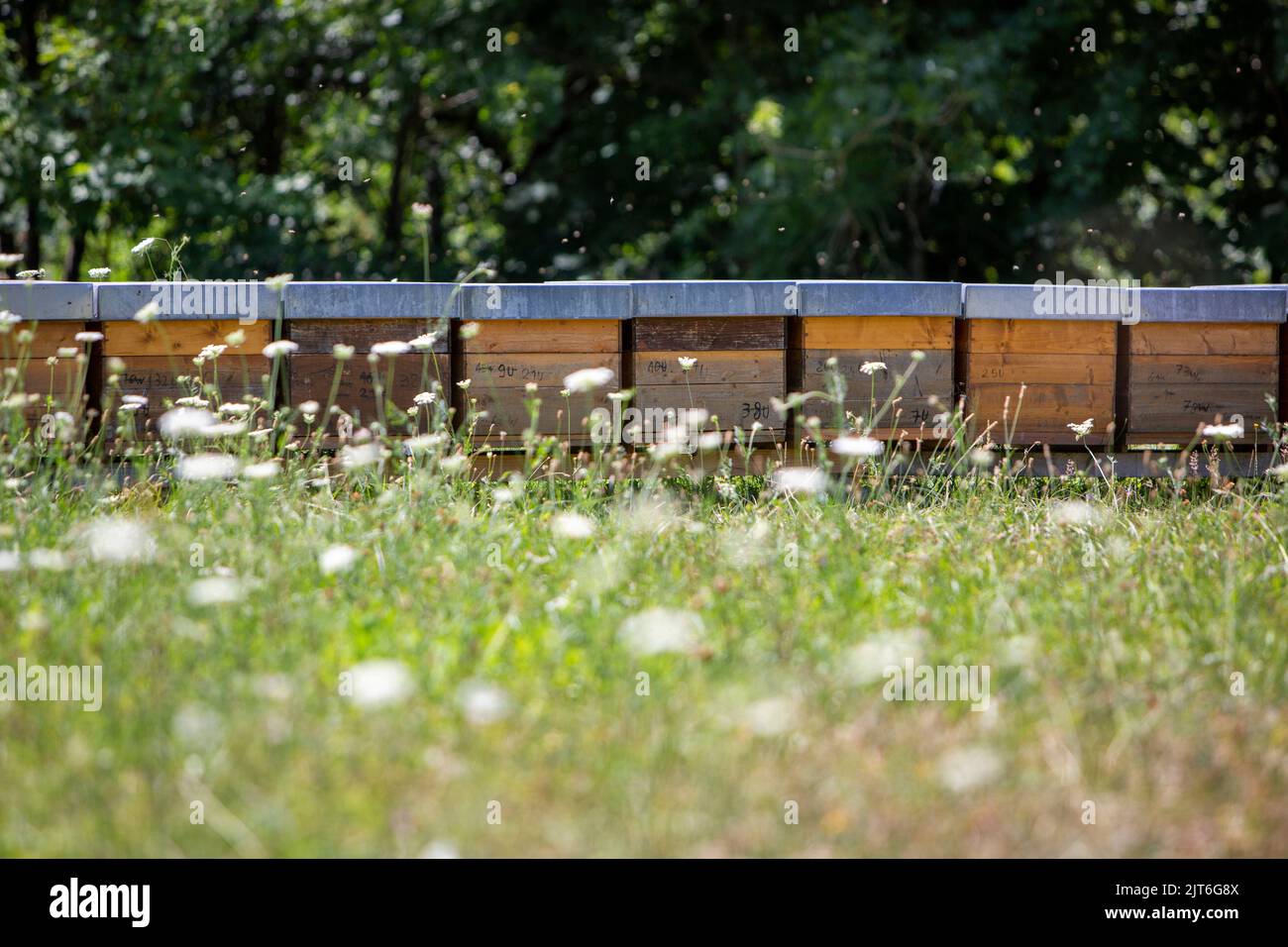 beehives and summer flowers in grass Stock Photo