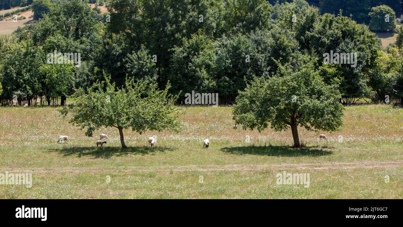 sheep in grass with flowers of rural countryside landscape in french park natural regional du vosges du nord Stock Photo