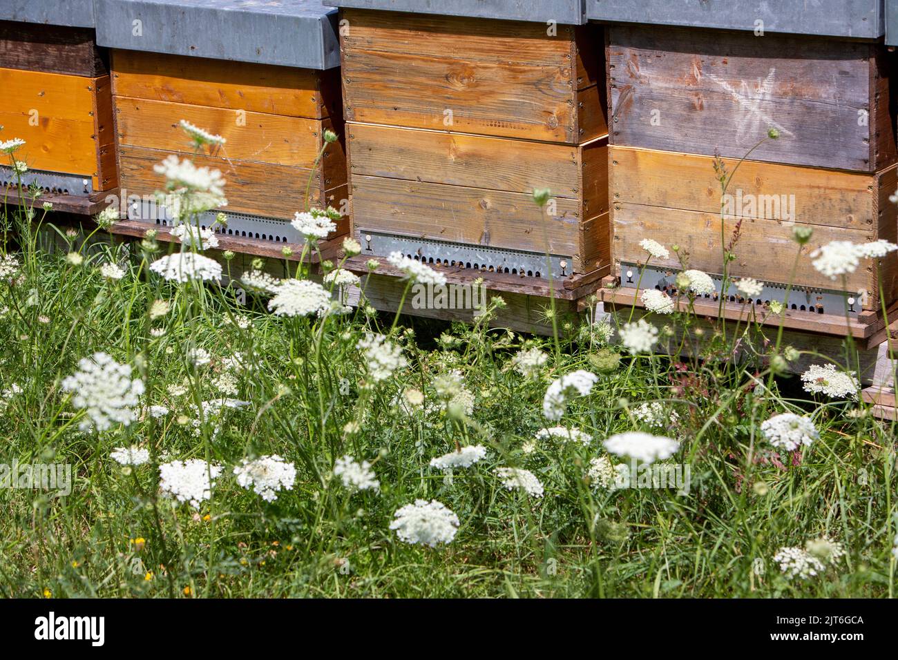 beehives and summer flowers in grass Stock Photo