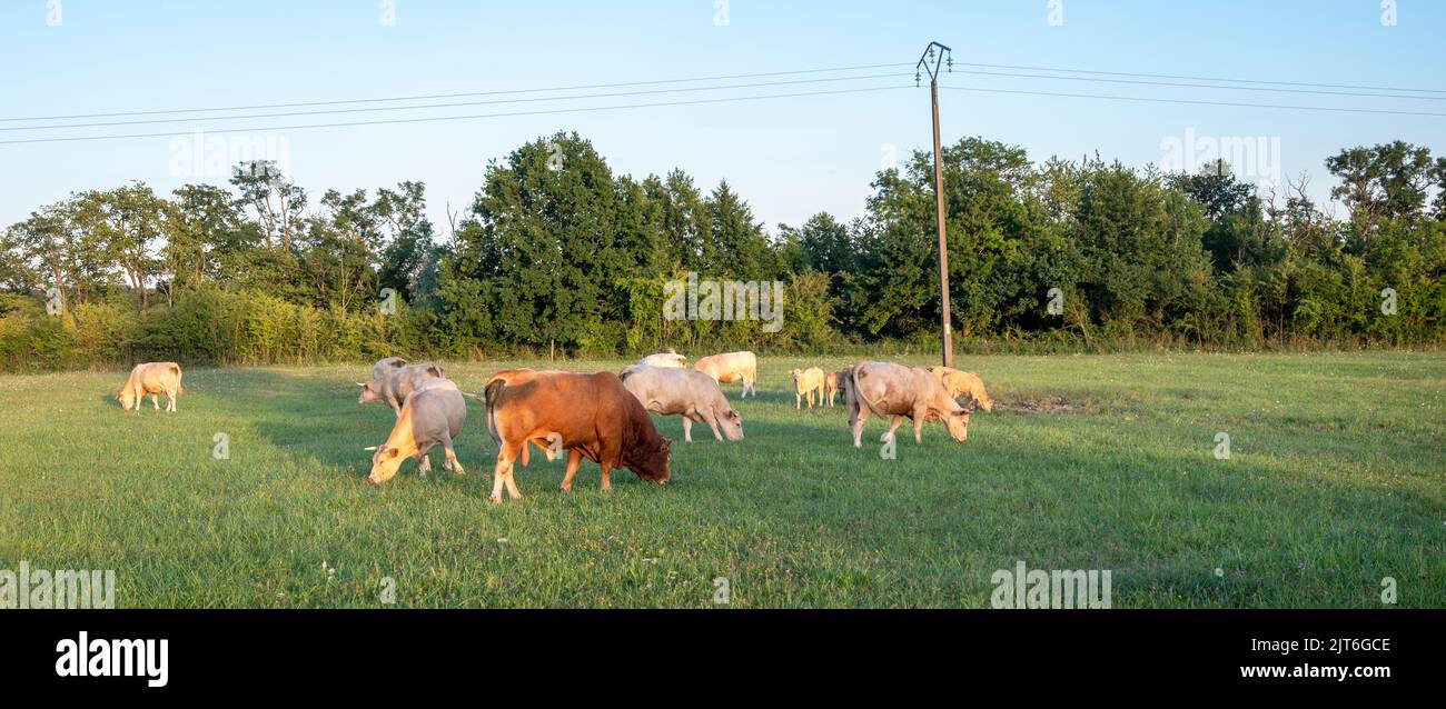bull and cows in landscape of parc regional naturel de vosges du nord Stock Photo