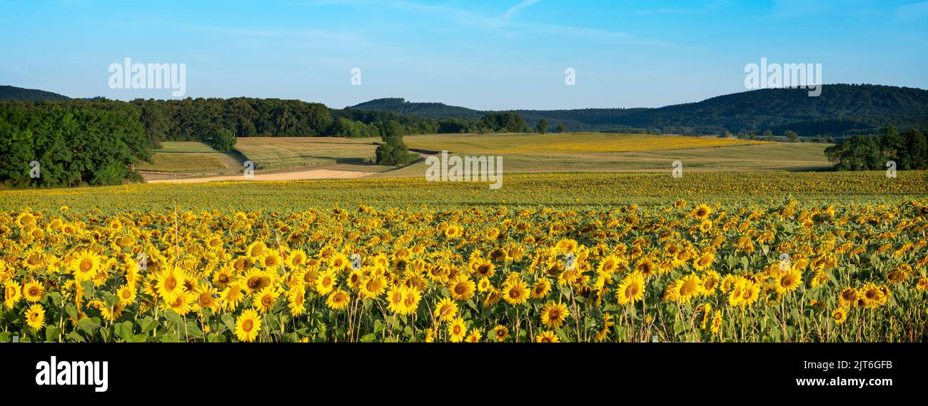 vosges landscape with sunflower fields under blue sky in france Stock Photo