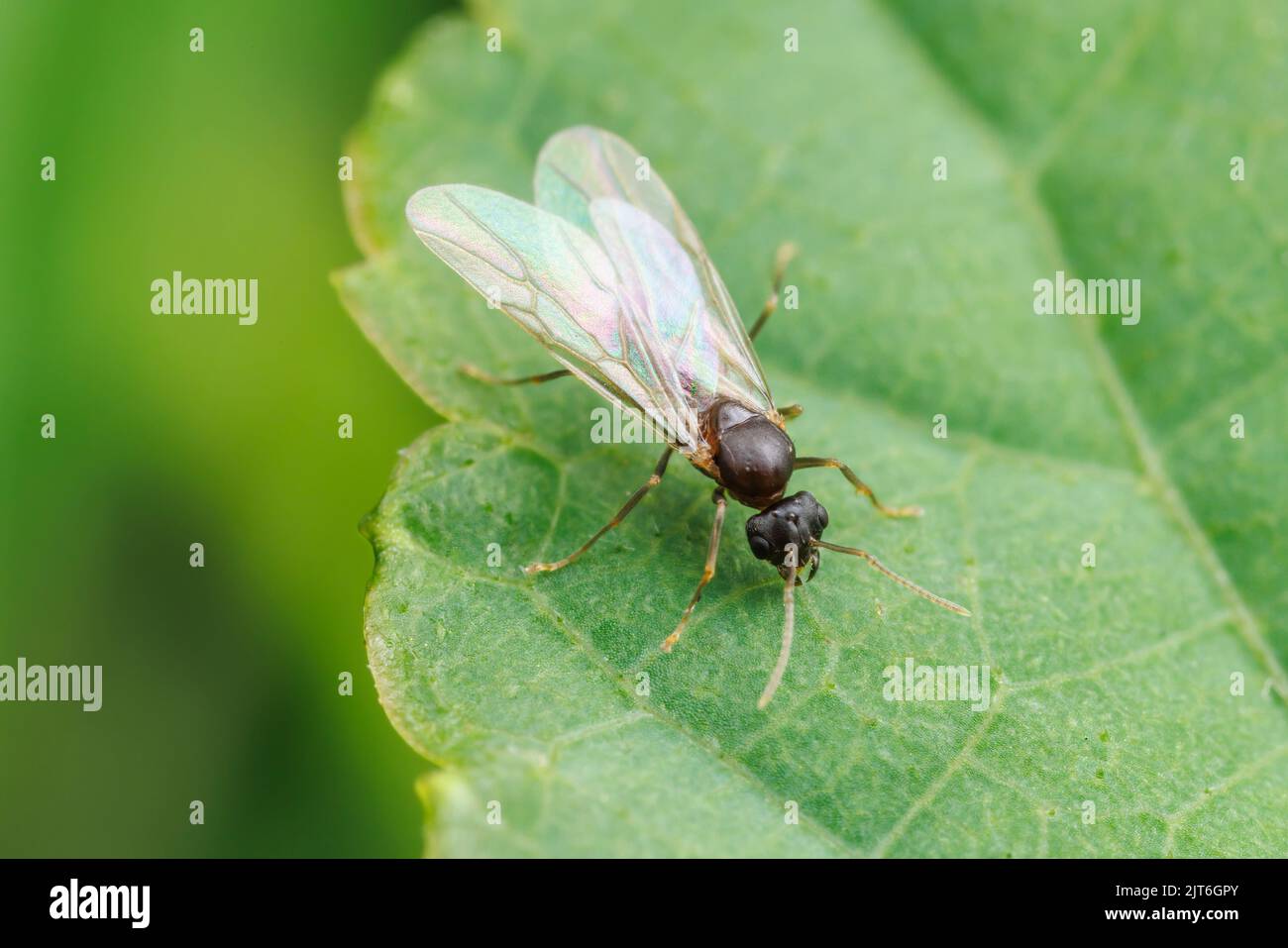 A Citronella Ant (Lasius sp.) male during a nuptial flight. Stock Photo
