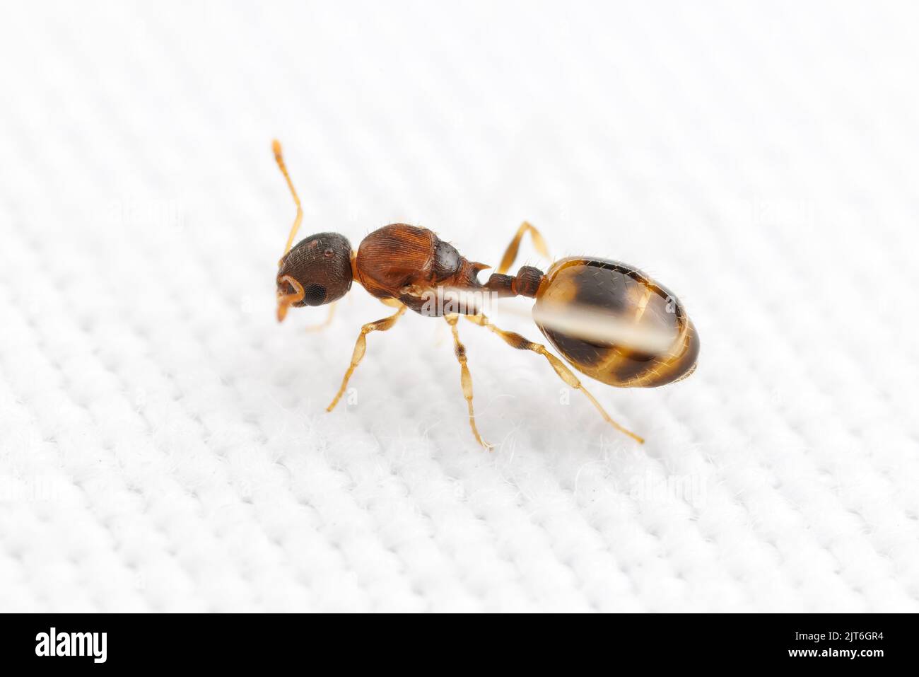 A female Temnothorax curvispinosus alate in the process of shedding its wings, ostensibly to become a queen and start a new colony. Stock Photo