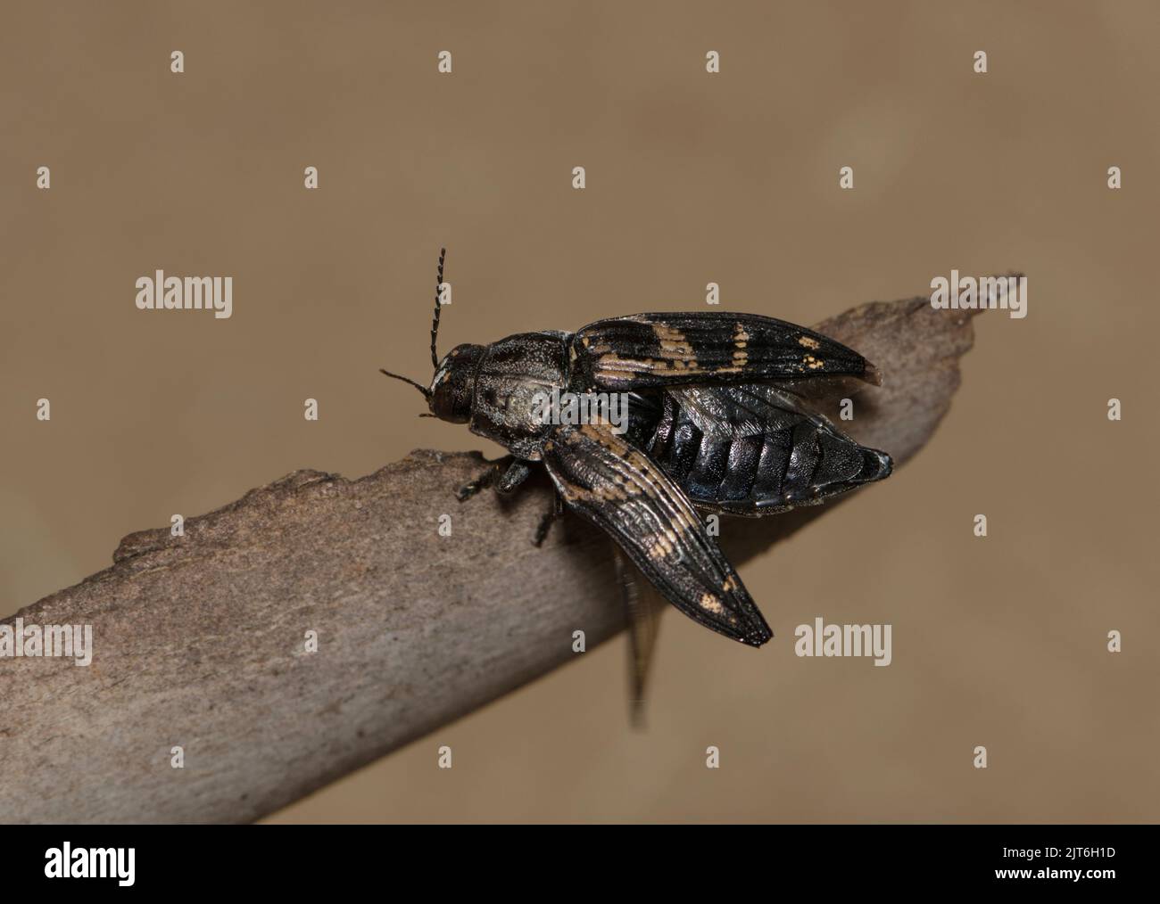 Metallic Wood-Boring Beetle (Buprestis consularis) on plant bark with wings open in Houston, TX. Macro closeup dorsal view. Stock Photo