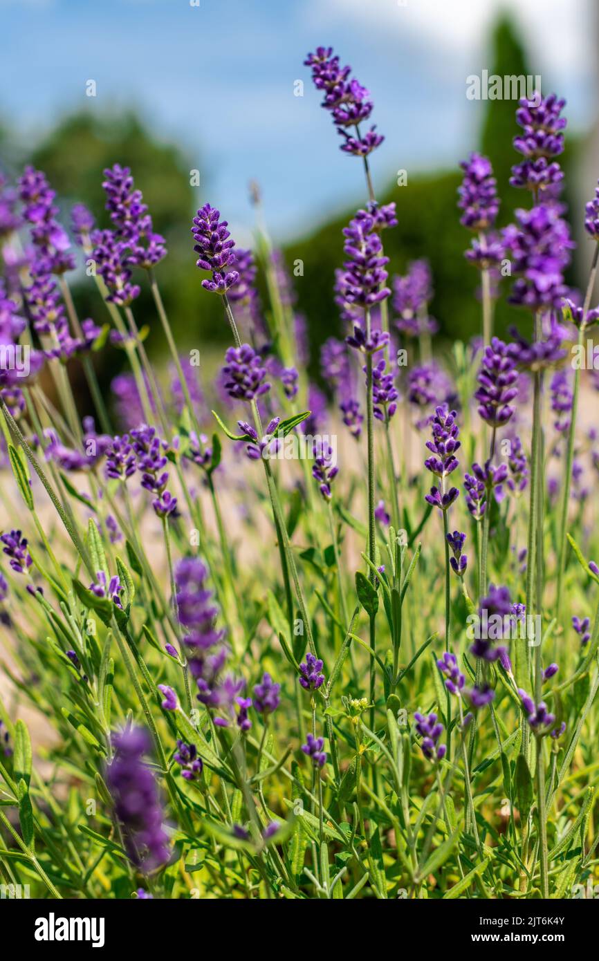 Lavender in full bloom with its beautiful purple color flowers against blue skies. Purple lavender plant background. Stock Photo